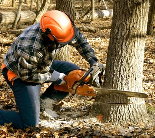 Tree Removal in Bristol, ME